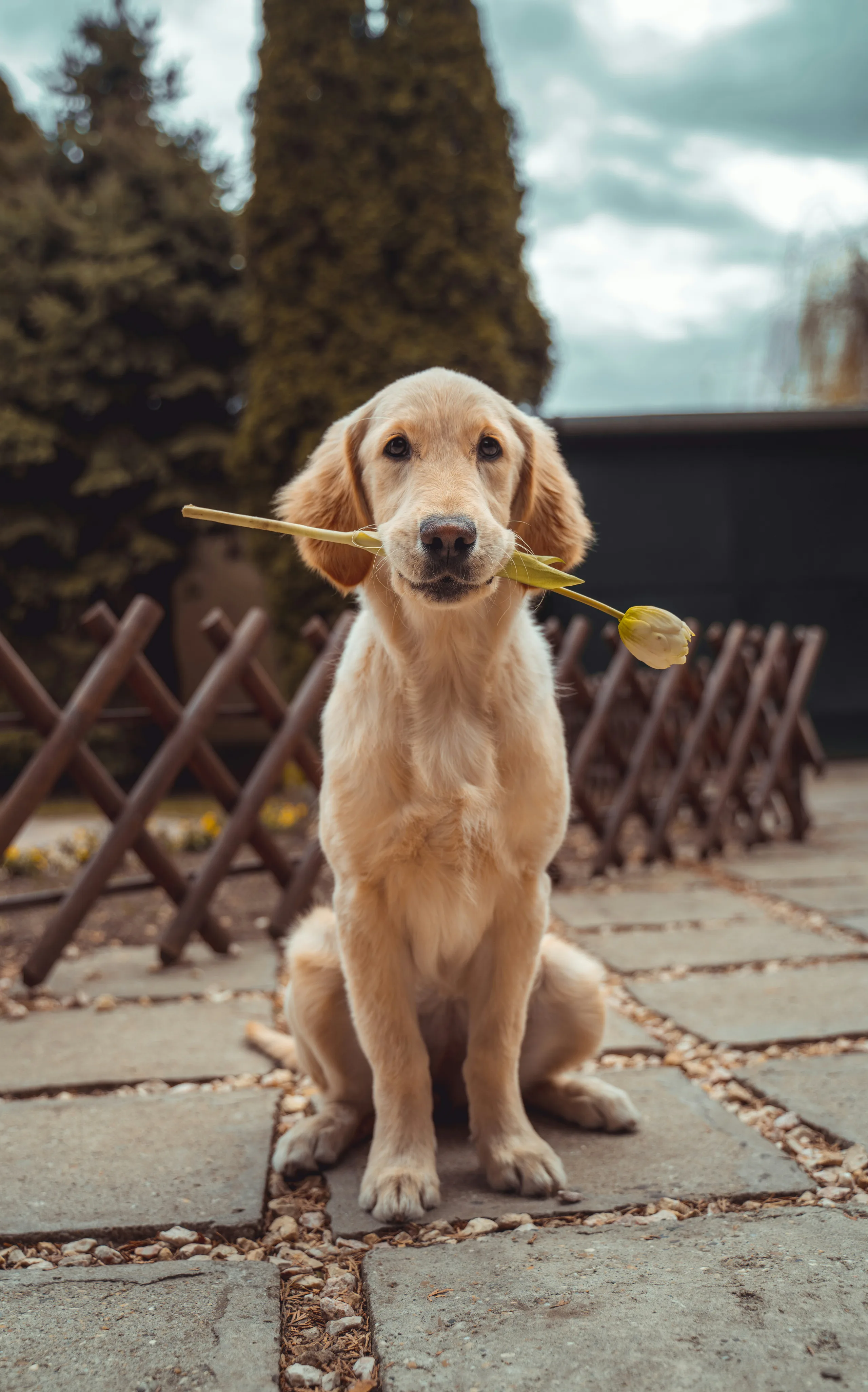Golden retriever resting happily in a luxury boarding suite