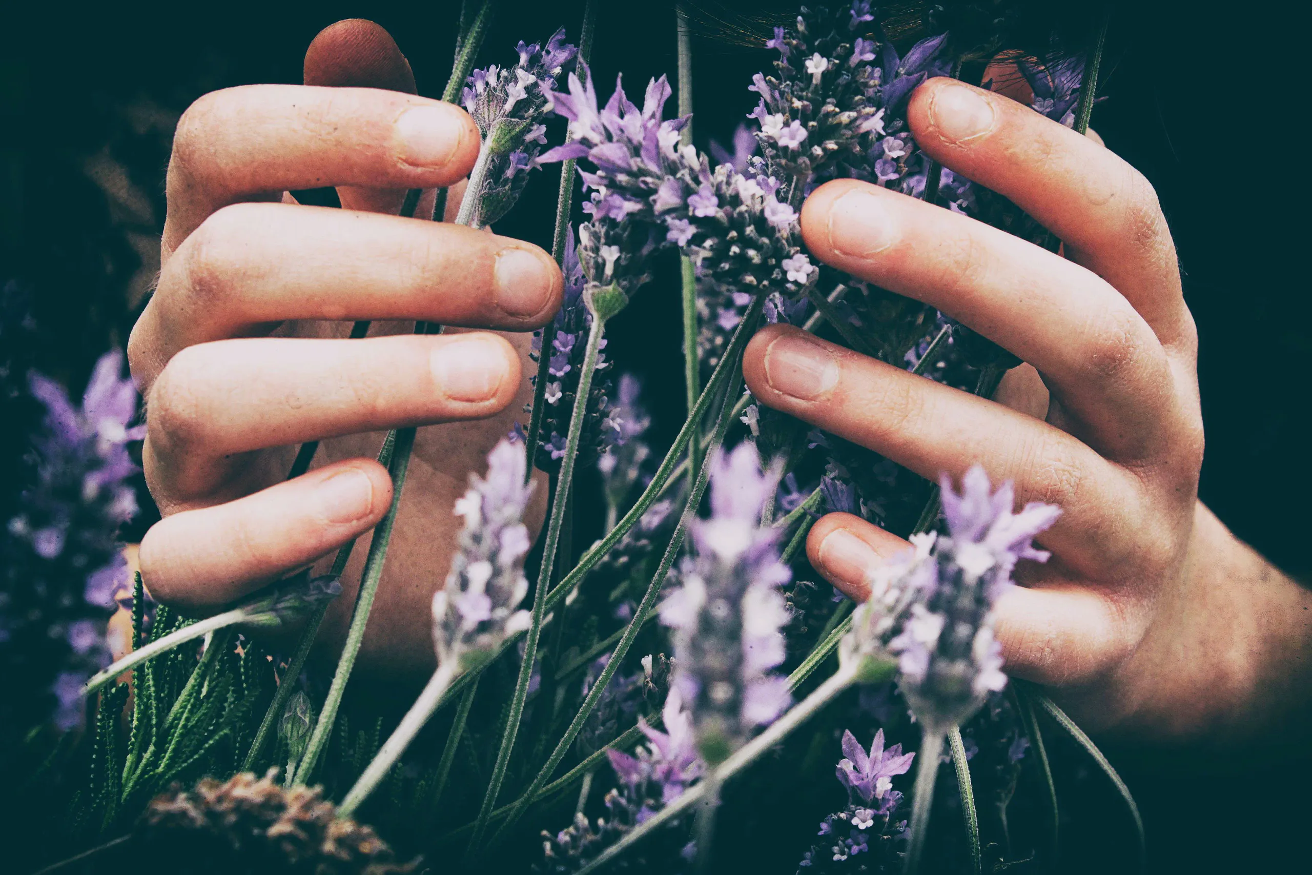 wild temples lavender