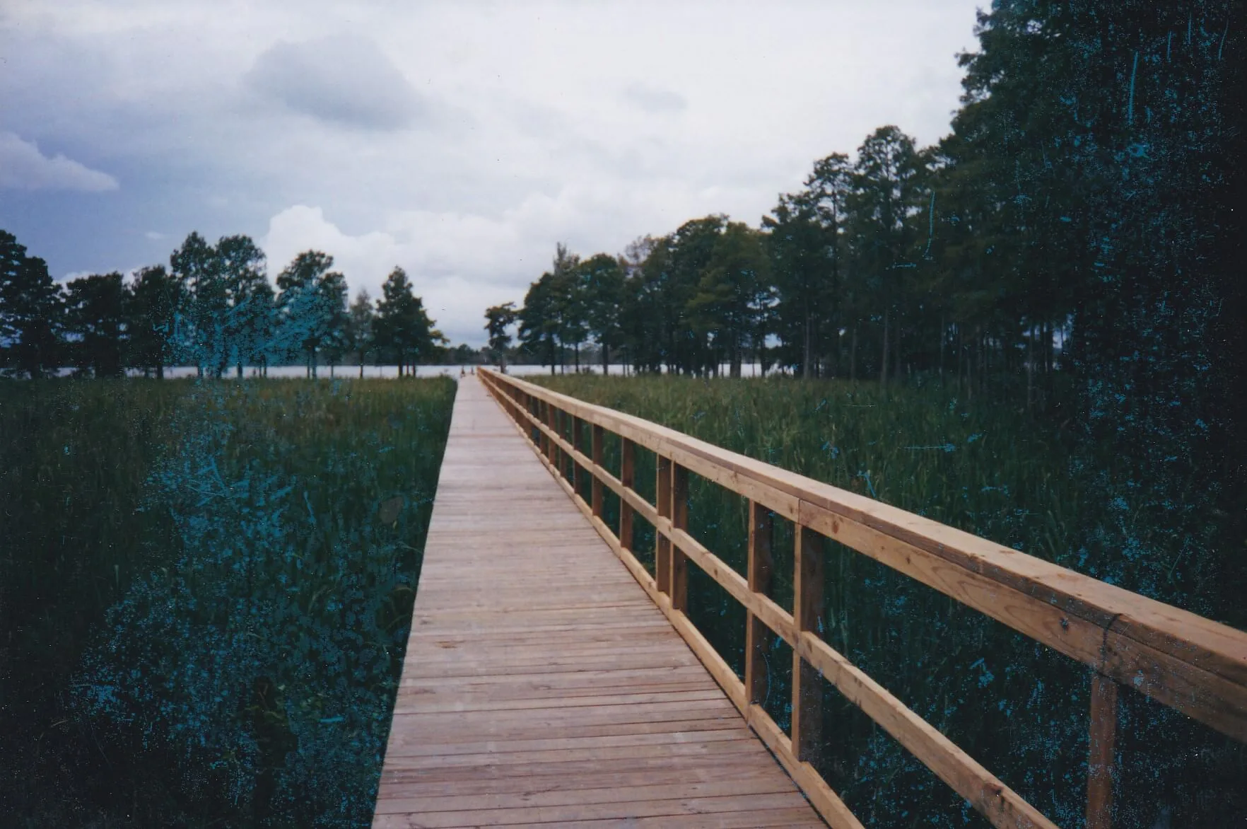 Wooden boardwalk walkway through natural landscape
