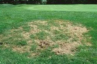 Grub Control from Fern's Lawn Care