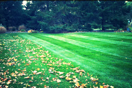 Spring & Fall Cleanups from Fern's Lawn Care