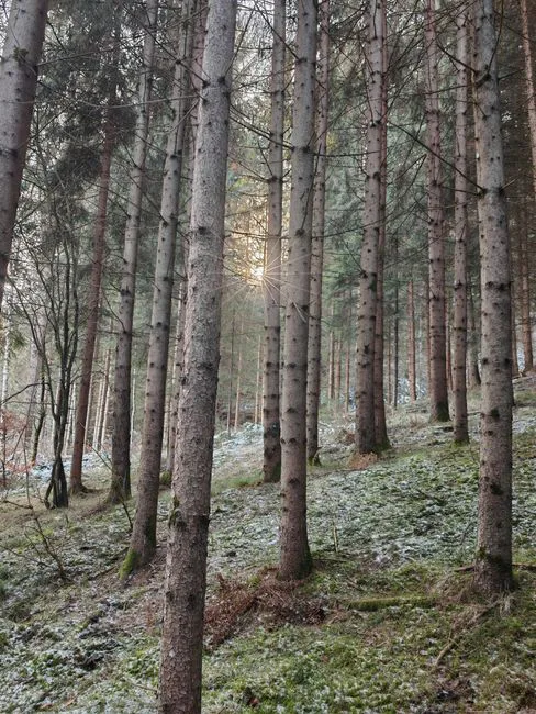 Sunlight shining through forest trees